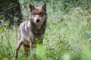 Le Conseil national veut éloigner les loups - ici une louve dans un parc animalier - des troupeaux d'animaux de rente dans les Alpes en les effarouchant (archives). KEYSTONE/DPA/CHRISTIAN CHARISIUS